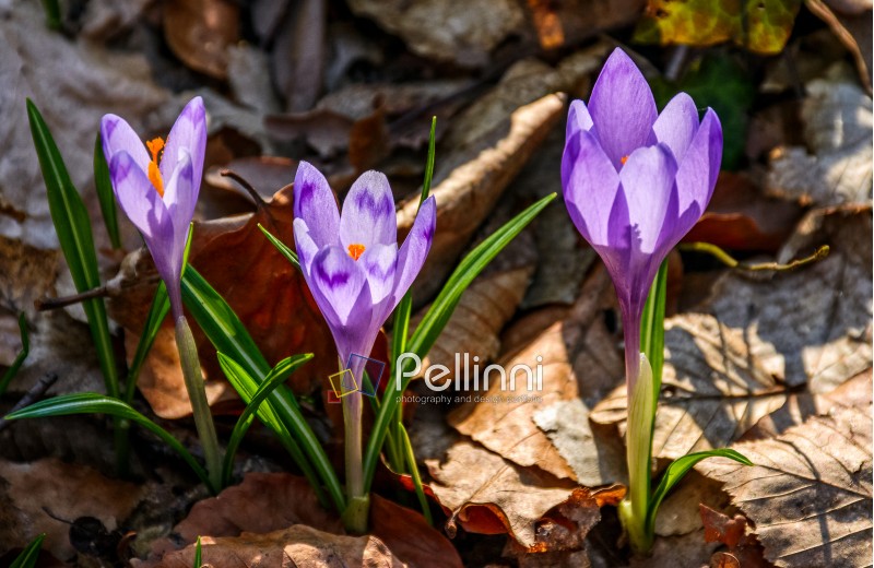 purple crocus flowers on meadow among foliage and green grass. sunny day in forest. beautiful springtime nature. top viewpoint