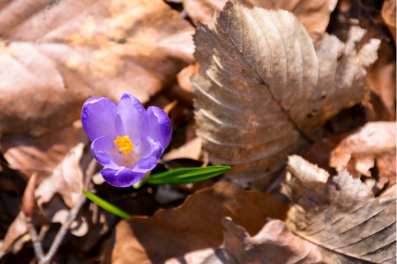 purple crocus flowers among weathered foliage in forest on a sunny day. beautiful springtime nature background