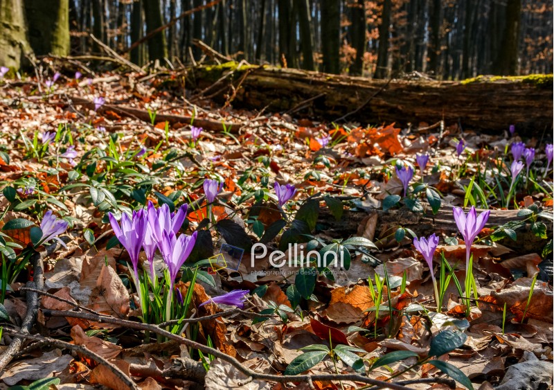 purple crocus flowers on meadow among foliage and green grass. sunny day in forest. beautiful springtime nature. low viewpoint