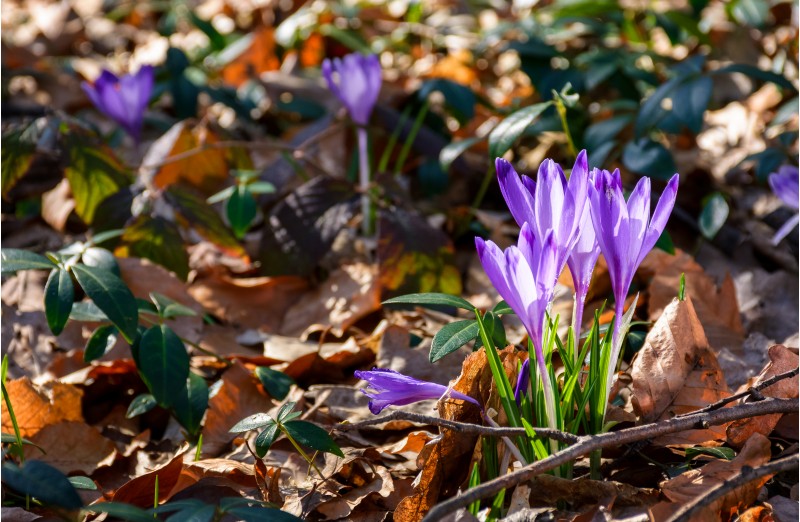purple crocus flowers among weathered foliage in forest on a sunny day. beautiful springtime nature background