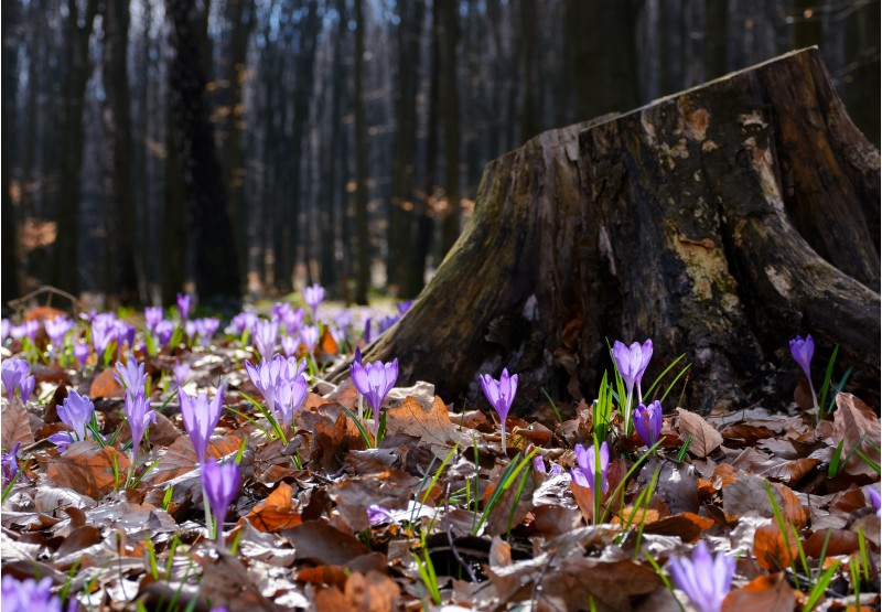 purple crocus flowers near the stump. beautiful springtime scenery in forest on a sunny day. power of nature concept