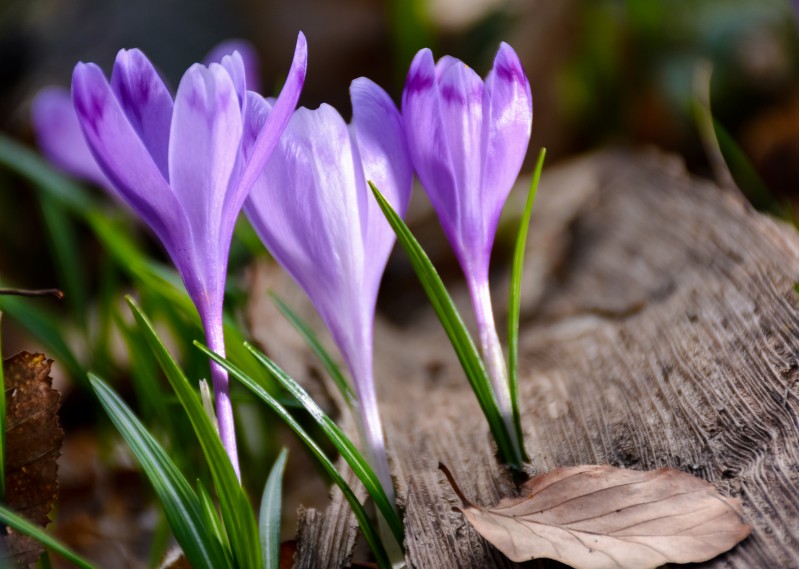 purple crocuses in the forest. beautiful springtime scenery on a sunny day