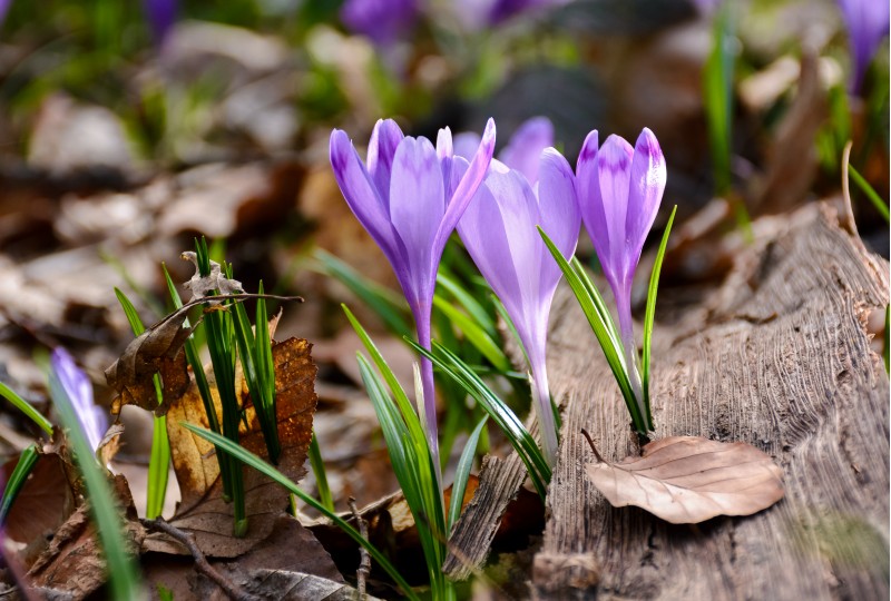 purple crocuses in the forest. beautiful springtime scenery on a sunny day