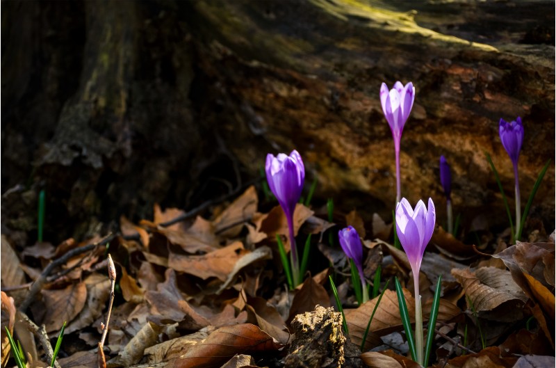 purple saffron flowers under the stump in forest. beautiful spring nature scenery.