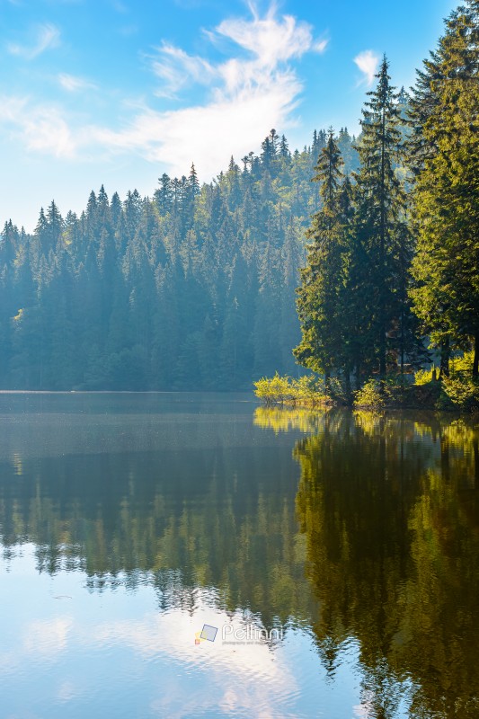 quiet morning by the lake. coniferous forest reflecting on the c quiet morning by the lake. coniferous forest reflecting on the calm body of water. exquisite place in syneyr national park, ukraine. summer nature background image for earth day or esg report concept