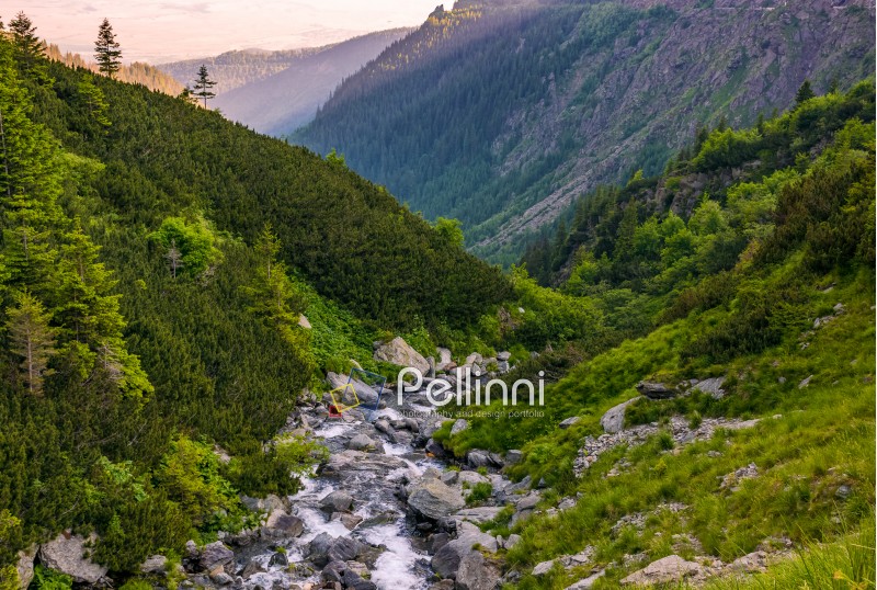 rapid stream in mountains at sunrise. rocky shore among green forest. beautiful carpathian landscape