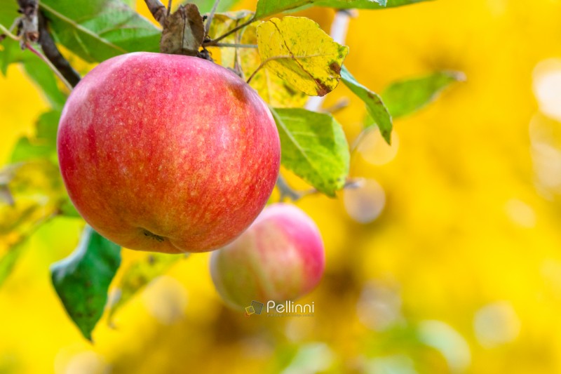 red apple hanging on a twig among leaves. ripe fruit harvest in countryside autumn garden. closeup of organic juicy food