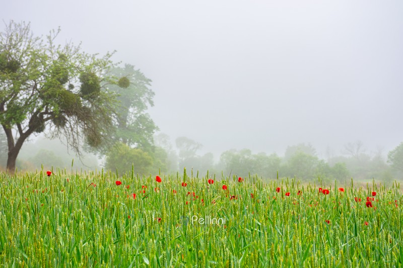 red poppies in the field. background image for remembrance, armistice or anzac day. overcast sky. ukrainian countryside landscape on a foggy morning. uncertainty, confusion and fog of war concept