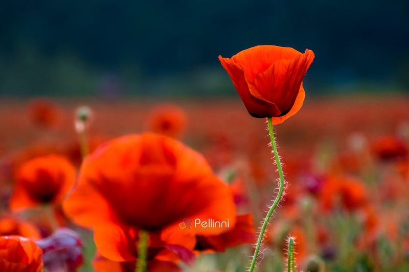 red poppies in the field. background image for remembrance or anzac day. beautiful countryside scenery with flowers at sunset. selective focus