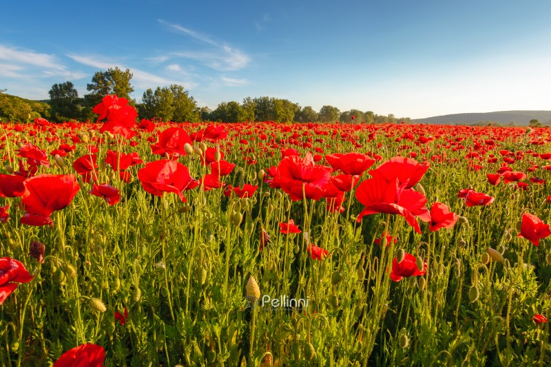 red poppies in the field. background imagery for remembrance or red poppies in the field. background imagery for remembrance or armistice day on 11 of november. dark clouds on the sky