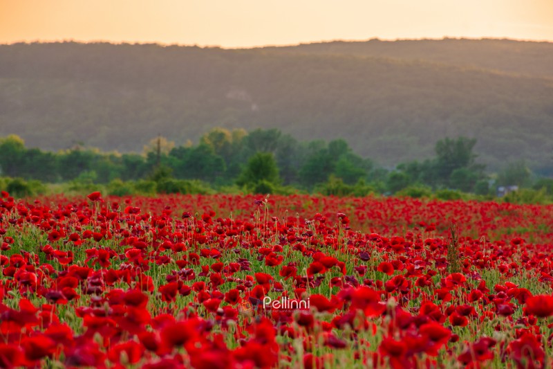 red poppy field at dusk. countryside summer landscape of transcarpathia. red blooming flowers in the rural valley