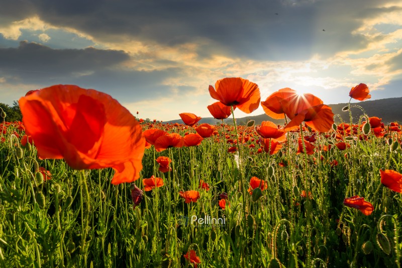 red poppy field at sunset. beautiful countryside landscape with flowers in rays of evening sun. sea of blooming poppies in summer. clouds on the blue sky. vibrant rural scene of ukraine
