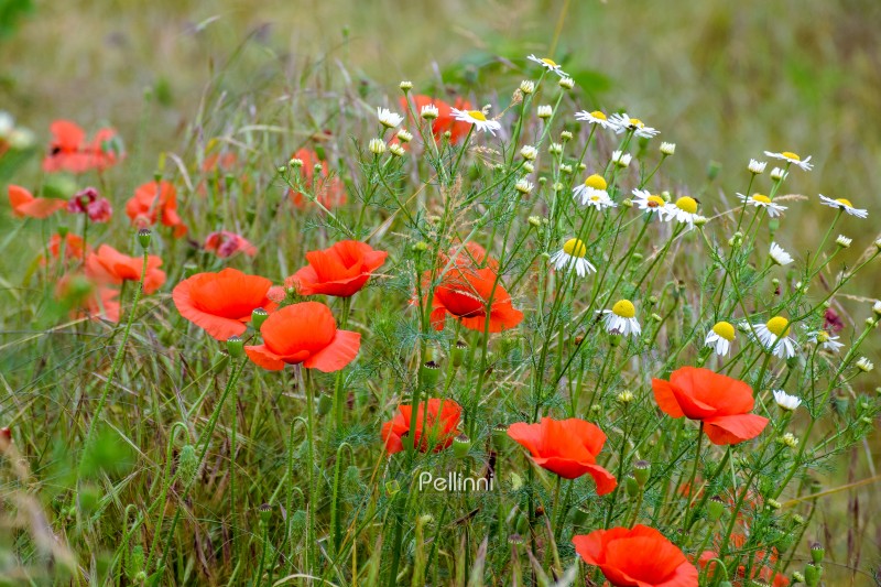 red poppy flower bloom in summer. beautiful meadow somewhere in ukrainian countryside. outdoor closeup photography. floral background of the garden. idyllic rural freshness