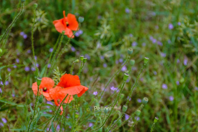 red poppy flower bloom in summer. beautiful meadow somewhere in ukrainian countryside. outdoor closeup photography. floral background of the garden. idyllic rural freshness