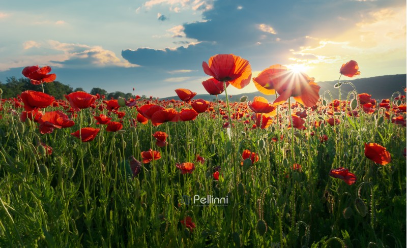 red poppy flowers in the field. beautiful springtime scenery at sunset in mountains. lovely nature background. 
