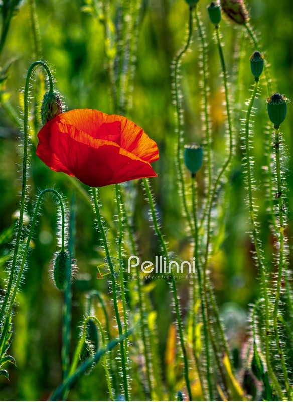 one big red poppy flower in the green wheat field in summer