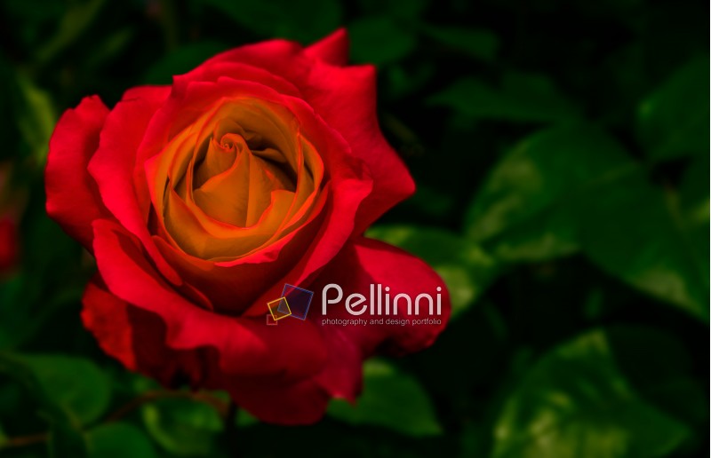 red rose on green blurred background in garden