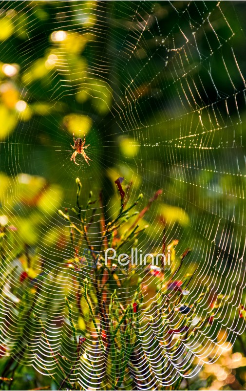 lovely background with spider in the web on beautiful foliage bokeh