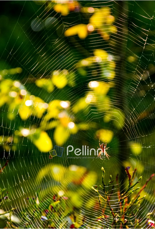 lovely background with red spider in the web on beautiful forest foliage bokeh