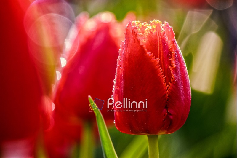 flower; tulip; red; nature; close; up; garden; grass; macro; bokeh; beautiful; spring; green; beauty; leaf; flora; natural; romantick; petal; background; blossom; nature; bloom; fresh; yellow; colorful; floral; close-up; blur; outdoor; color; blurred