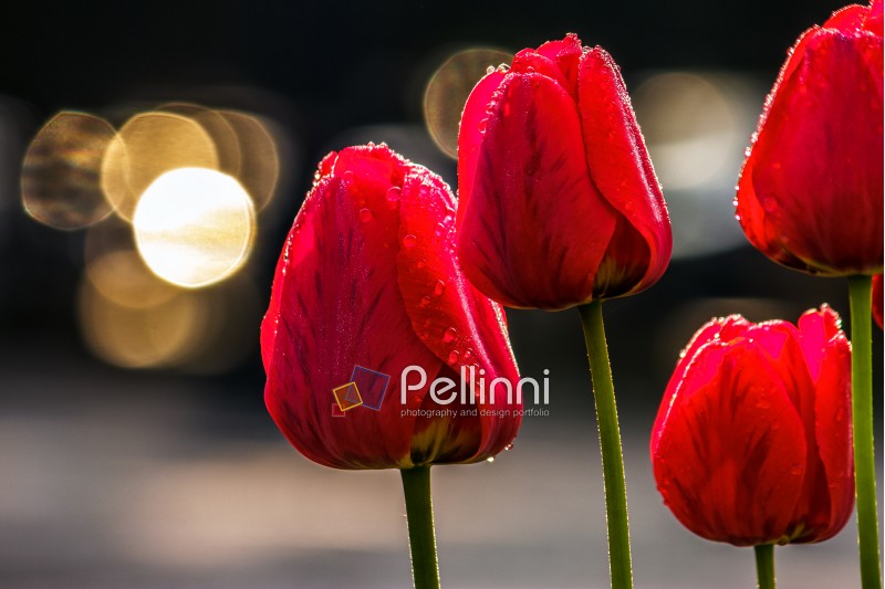 few red tulips on dark background with bokeh blurs