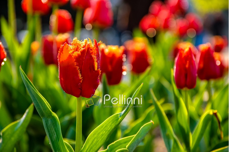 red tulips with yellow edged petals on green blurred background of gaden bokeh