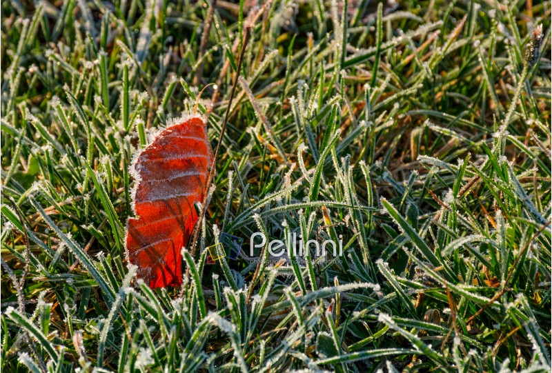 reddish leaf on ground in frosted green grass. beautiful autumnal background