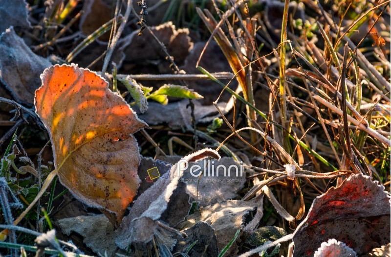 reddish leafs on ground in frosted grass. beautiful autumnal background