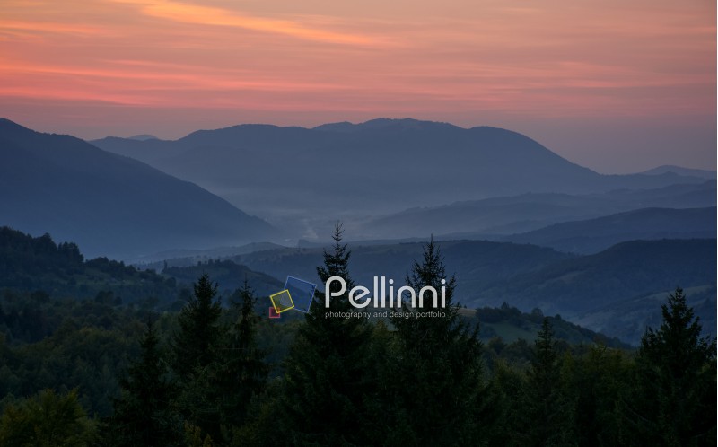 spectacular landscape with reddish sky at dawn in mountains and spruce tree top on foreground