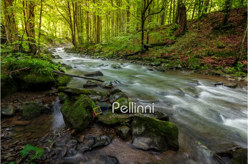 river flow in sunny forest at sunrise.  stones covered with moss lay on the shore. beautiful summer background