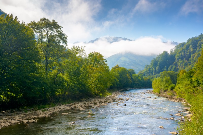 river runs through forest in mountain landscape. travel ukraine in summer. beautiful view with cloud on a hill under blue sky. scenery of tisza river valley