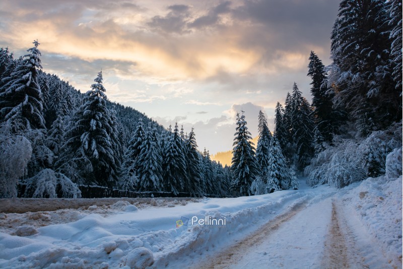 road in snow through winter forest. beautiful scenery in mountains. spruce trees in snow