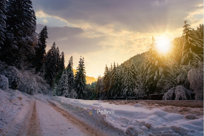 road in snow through winter forest at sunset. beautiful scenery in mountains. spruce trees in snow