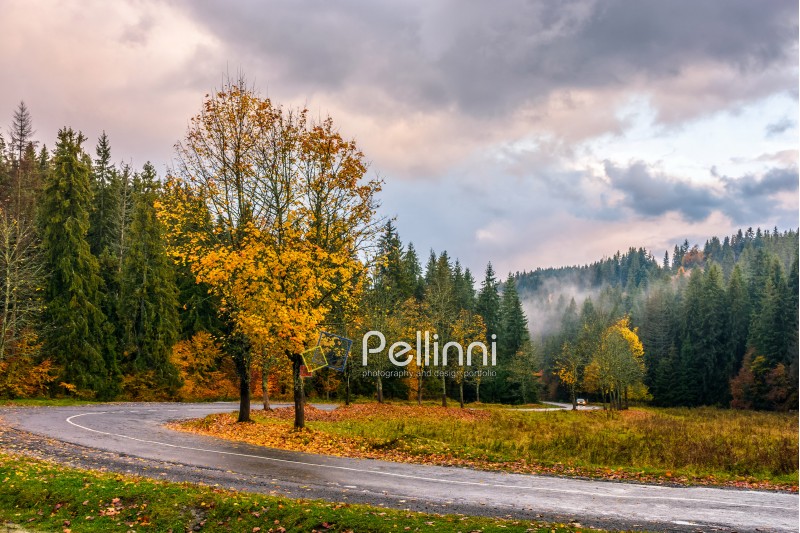 road; forest; nature; landscape; yellow; tree; yellow; grass; land; park; fall; cloudy; country; season; tranquil; lawn; woods; foliage; beauty; plant; solitude; outdoor; stormy; evening; environment; freshness; rainy; countryside; light; ecology; autumn; sky
