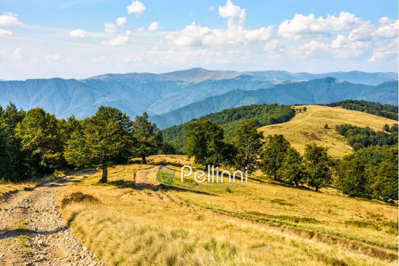 winding road through large meadows on the hillside of Carpathian mountain range