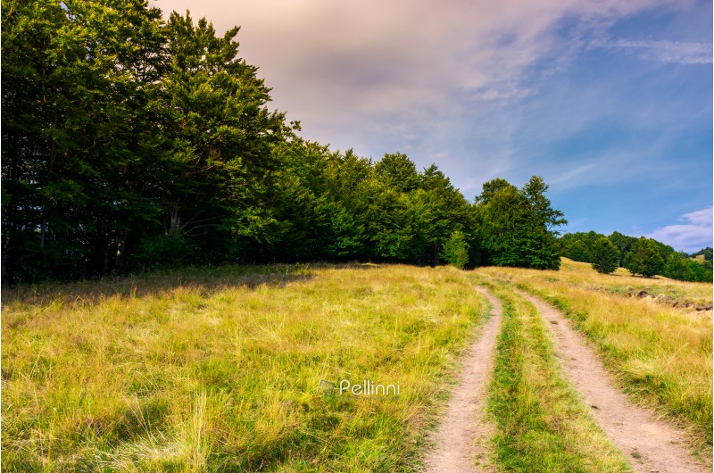 road through grassy meadow in to the beech forest. lovely summer scenery of Carpathian mountainous area