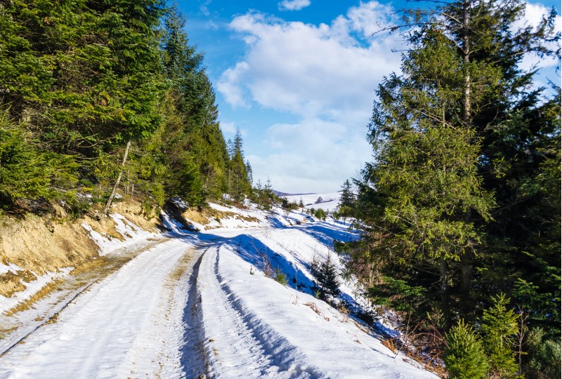 road through spruce forest in winter. lovely countryside on a sunny and frosty day
