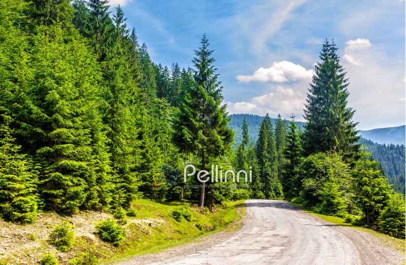 old cracked asphalt road going in mountains and passes through the green conifer forest