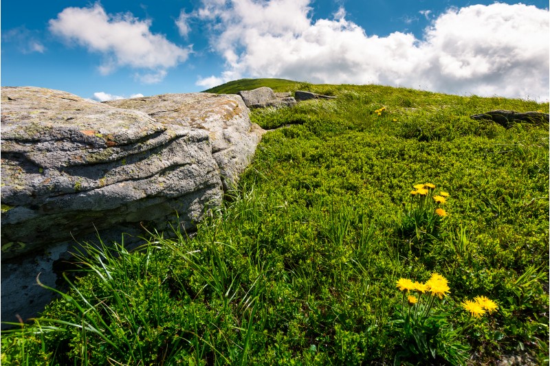 rocks and dandelions on grassy hillside. lovely summer nature scenery in mountain under the blue sky with some clouds