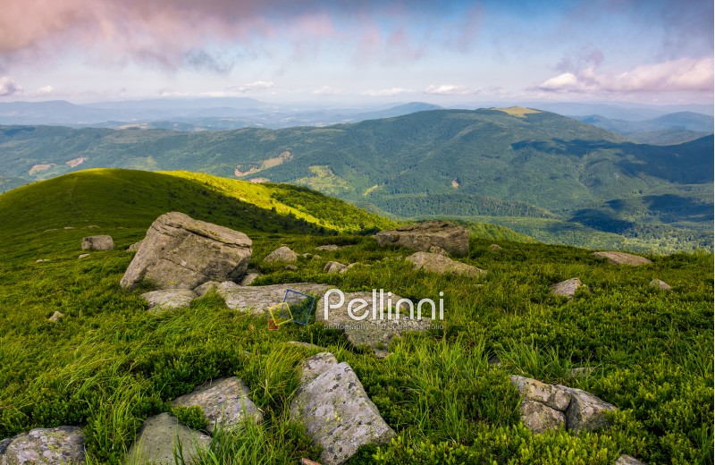 landscape with rocks on grassy alpine hillside of Carpathian mountain ridge. Gorgeous view of Polonina on fine summer weather