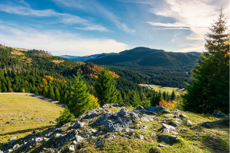 rocky cliff above the forested valley. beautiful autumn sunrise in mountainous landscape.