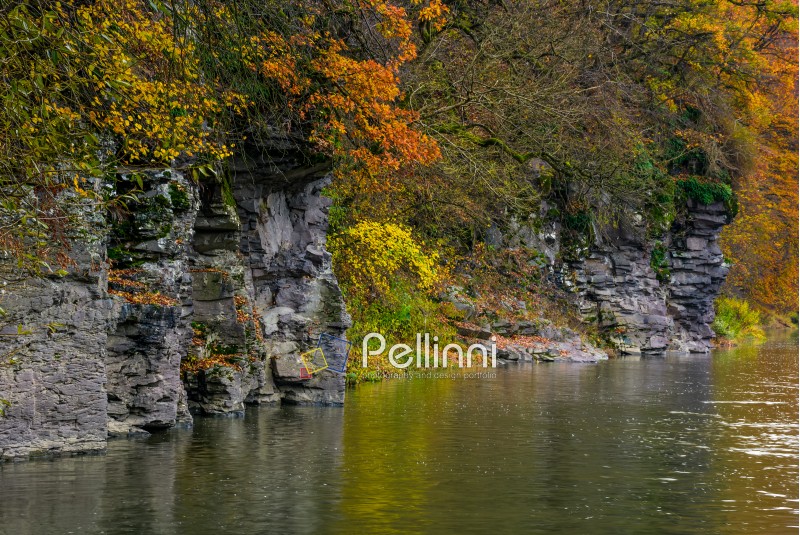 rocky cliff of mountain river background in autumn. colorful forest foliage reflects on a rippled water surface