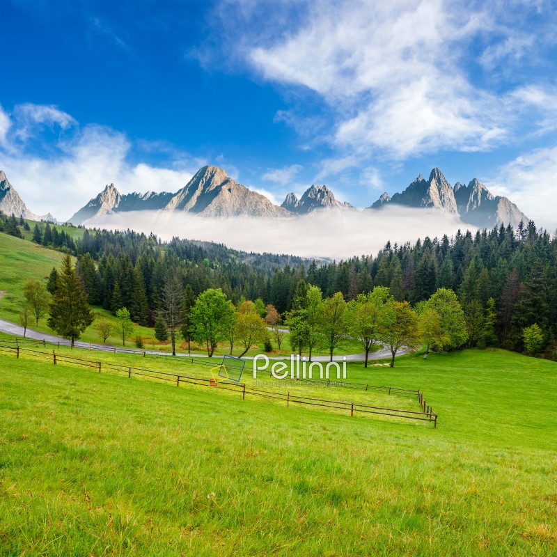 composite summer mountain landscape. rural valley with fence on a  grassy meadow. curve road goes to the spruce forest in front of a huge ridge with rocky peaks