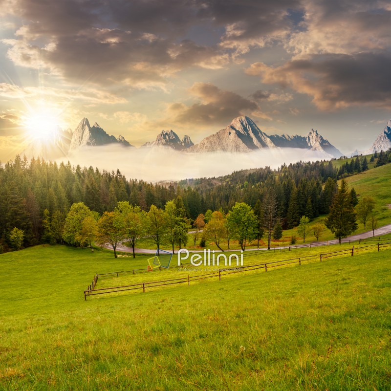 composite summer mountain landscape. rural valley with fence on a  grassy meadow. curve road goes to the spruce forest in front of a huge ridge with rocky peaks in evening light