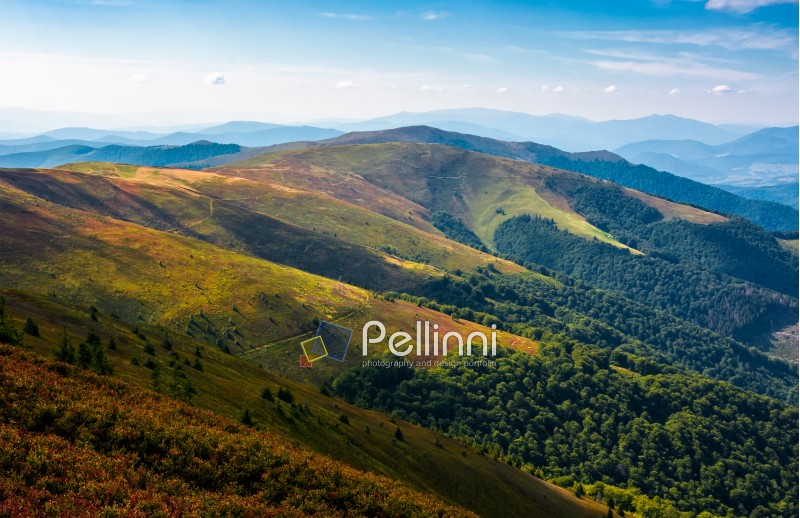 rolling hills of mountain ridge in late summer afternoon. colorful grassy carped of beautiful alpine scenery. great mountain ridge in a distance under the blue almost cloudless sky