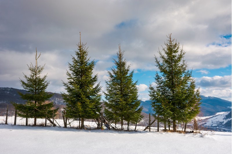 row of spruce trees on the edge of snowy slope. lovely winter scenery in mountain on a sunny day with cloudy sky