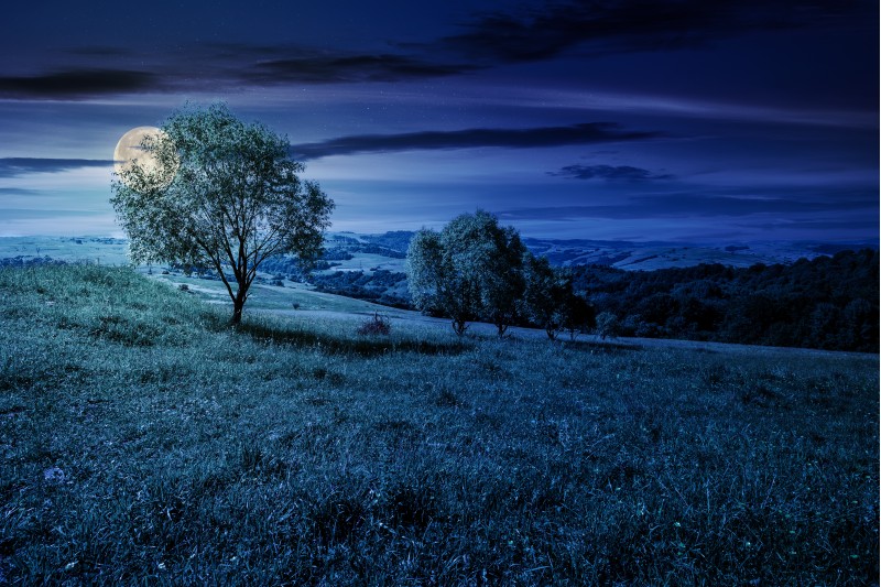 row of trees on grassy slope at night in full moon light. lovely countryside in summer
