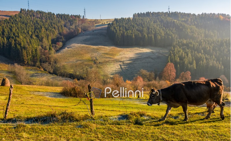 rufous cow near the fence on hillside on foggy morning. beautiful countryside scenery near the spruce forest