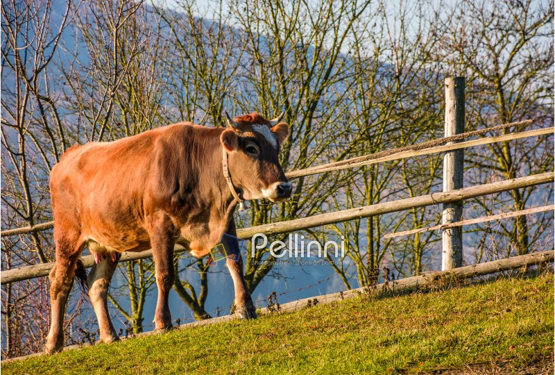 rufous cow near the fence on hillside. lovely rural scenery
