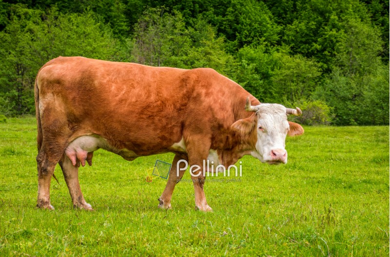 Rufous cow grazing on a grassy meadow near the forest. Carpathian rural area. 